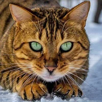 Tylerdurden_6969 头像图片