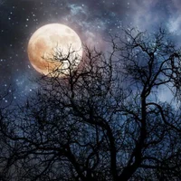 Midnightfun101: εικόνα άβαταρ