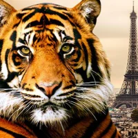FrenchMaster1 – profilbillede