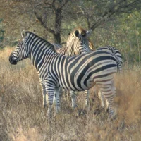 gabhm4bbw Avatar-Bild