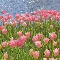 yangguangmeigui – avatarbillede