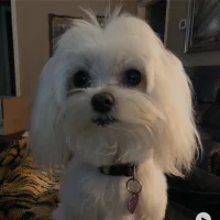 Kyreaux – Avatar fotka