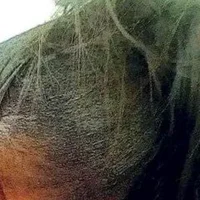 African_Lioness1 Profilový obrázek