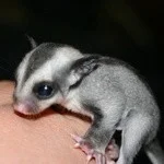 Avatar obrázek MetalHands