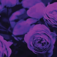 CallmeDannyy – avatarbillede