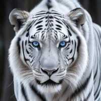 Avatar obrázek Facial_devilish