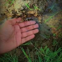 loveonroarhand