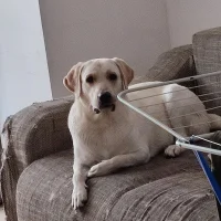 allypriest Avatar-Bild