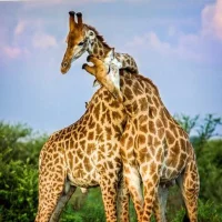GiraffesLoveToCuddleのアバター写真
