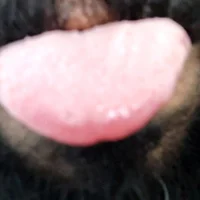 Avatar obrázek afoja