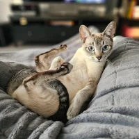 __edwardkow__ Gambar Avatar