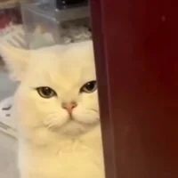 Lovely_Xixi 頭像圖片