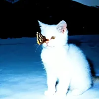 Imagem de avatar de AI-DongDongdeY