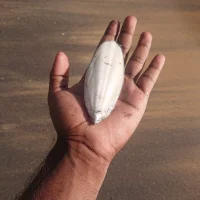Shehan123487's Avatar Photo