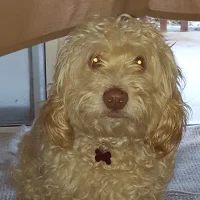 Awatar – Little_Sam1