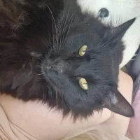 aurasom's Avatar Pic