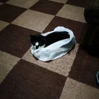 Foto del avatar de Japanesetinyloser