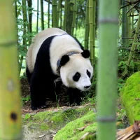 llil 아바타 사진