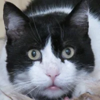 Gambar Avatar furyxxxx