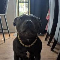 Sin0fDreams 头像图片