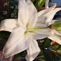 LoverOfSensual's Avatar Pic