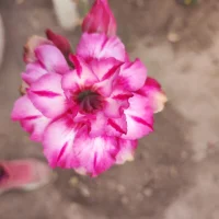 gordoa1's Avatar Pic