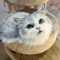 jujudududi avatarképe