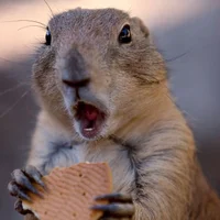 Imagem de avatar de quesogrande