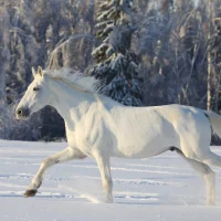 Image d’avatar de DrMacbeth44