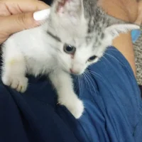 Pepito-031
