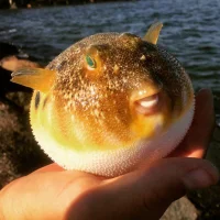 kinnowey 头像图片