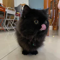 صورة أفاتار baby-bear520