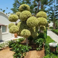 BorderDeluxe 아바타 사진