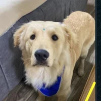 ONI_deFerry Poză avatar