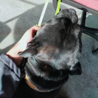 pit_bull-s profilbillede