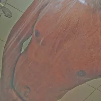 hody786's Profile Pic