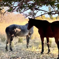 needyyKing_24 – avatarbillede