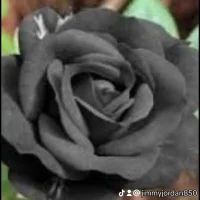 Image d’avatar de jimmmyjo