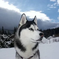 Foto do avatar de Diabolistic