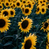 Eddiem42's Avatar Pic