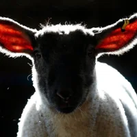 Gambar Avatar sacrificial-lamb
