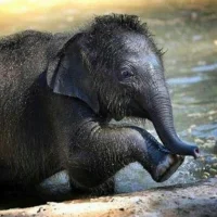 Аватар arunarishii