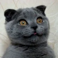 صورة الملف الشخصي لـ MiaMania