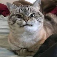 Teri_Dactyl Avatarbild