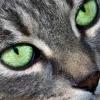 chatbey's Offline XXX Chat
