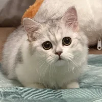 Аватар AI_Hong_SH