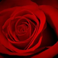 SaintJames365 아바타 사진