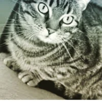 Lufergato19s profilbillede