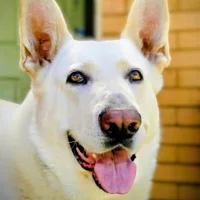 GregoryKerr 아바타 사진