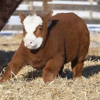 Earthcow289 Avatar-Bild